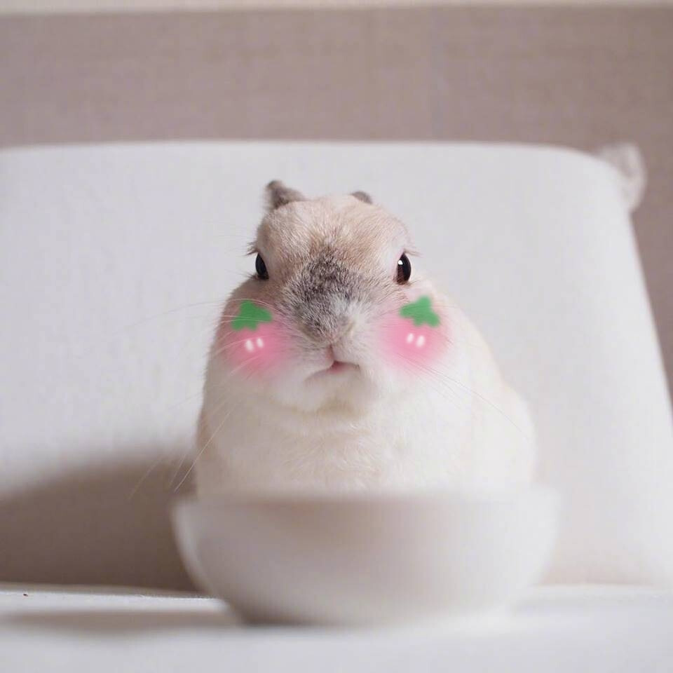 软萌兔子头像:)