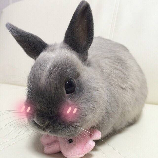 软萌兔子头像:)