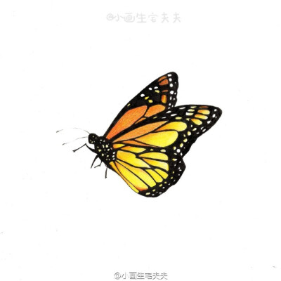 【彩铅教程】
指尖上的蝴蝶