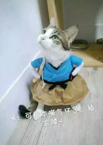 关于猫主子的表情包