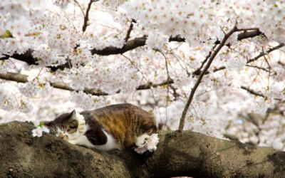 樱花和猫