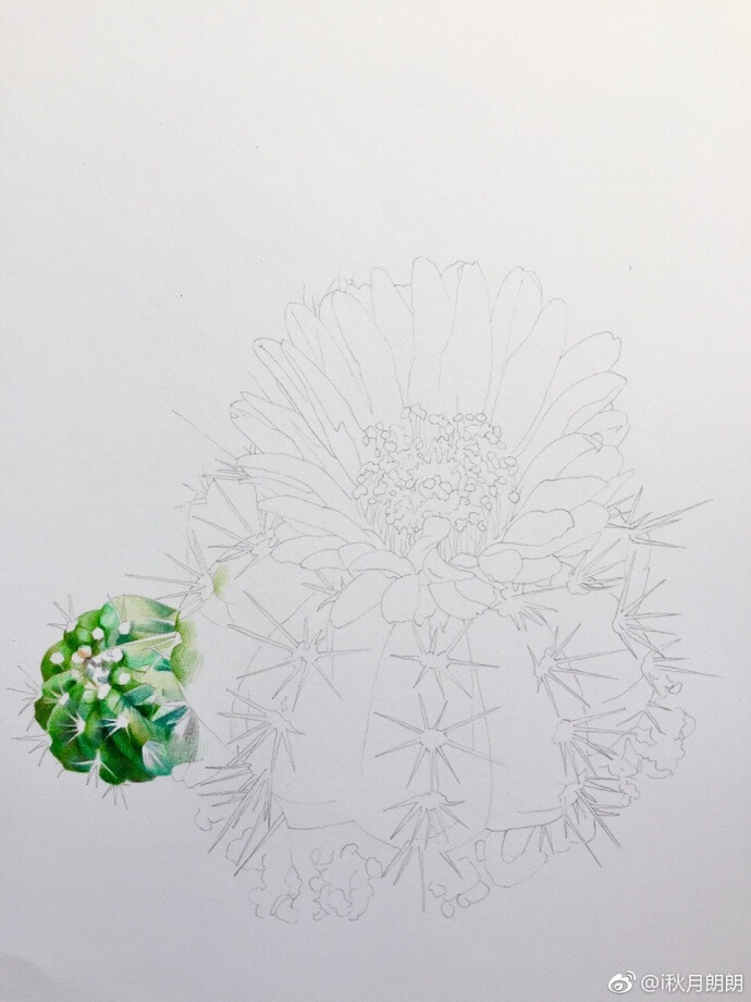 多肉仙人掌科南国玉属青王丸 ​​​​