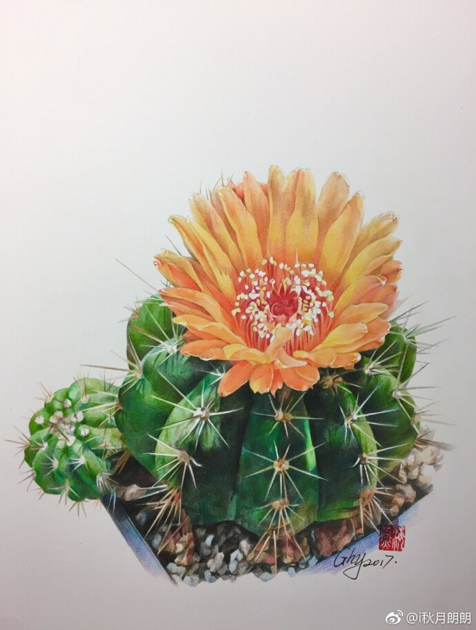 多肉仙人掌科南国玉属青王丸 ​​​​