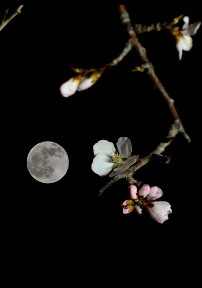 那年花开月正圆