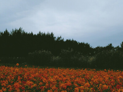 花海