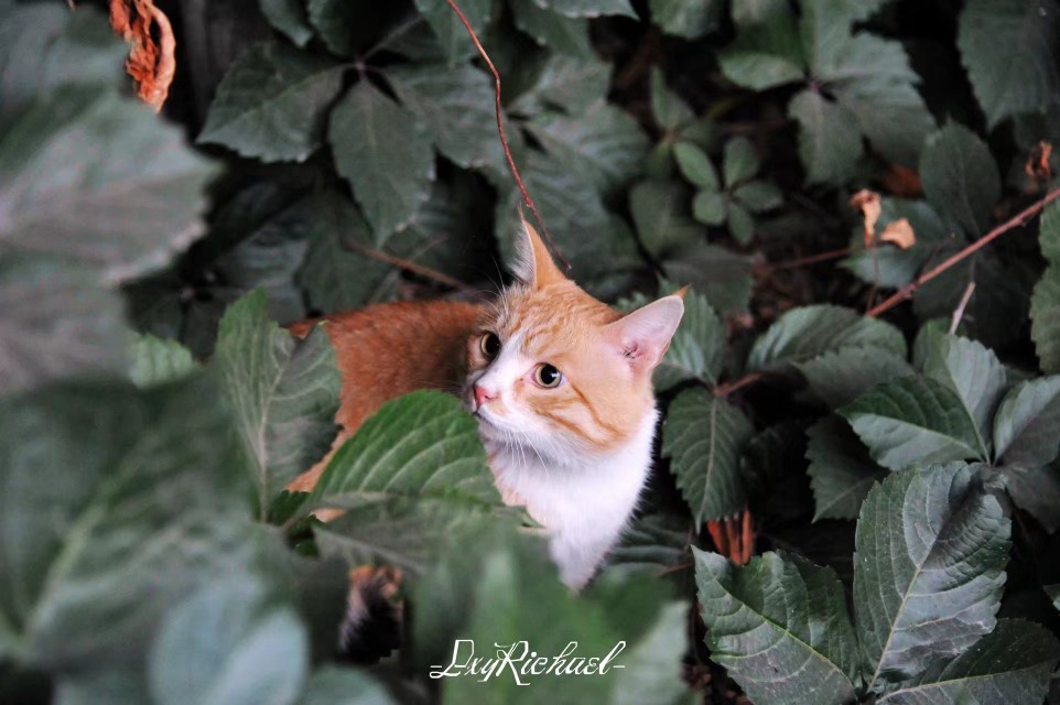 世上多萌物，皆因最美是天然。
来自: NikonD700 28-300vr
拍摄于: 校运动会
摄影/后期: 刘欣怡