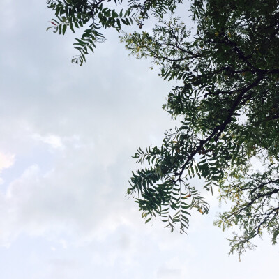 朋友圈壁纸/文艺/树叶/天空/小清新