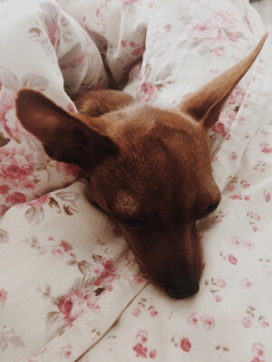 每天睡懒觉，哼( ´◔ ‸◔')