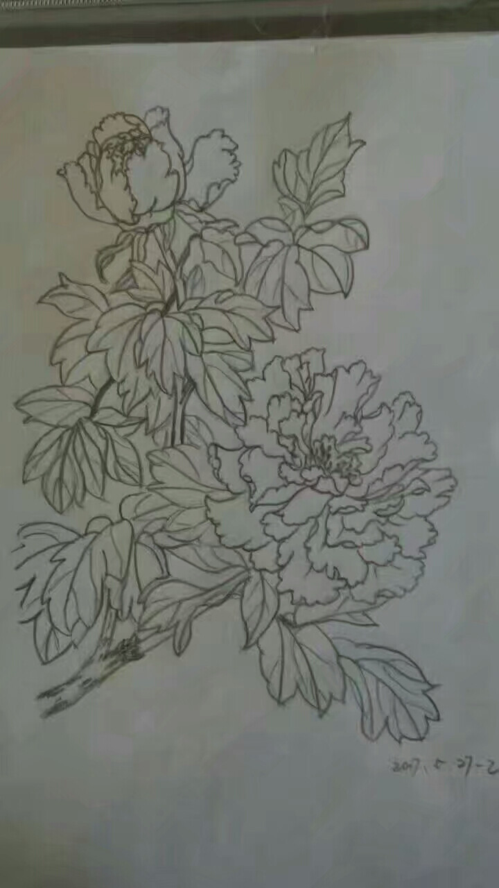 白描牡丹