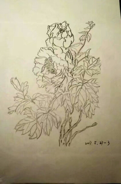 白描牡丹