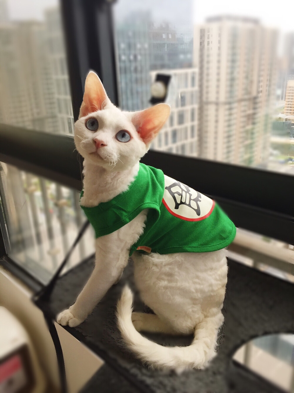 德文卷毛猫Rocky