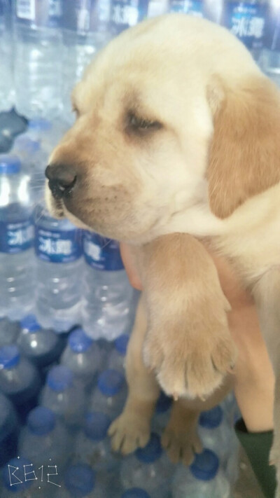 哈哈哈，一脸的不情愿