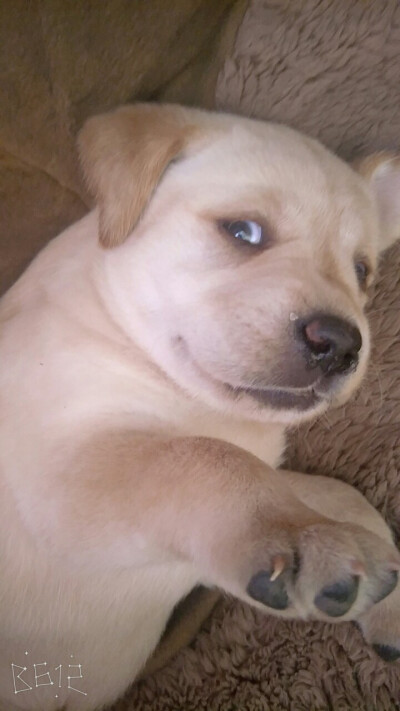 我咋感觉有种二哈的气质