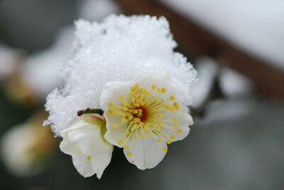 傲雪寒梅