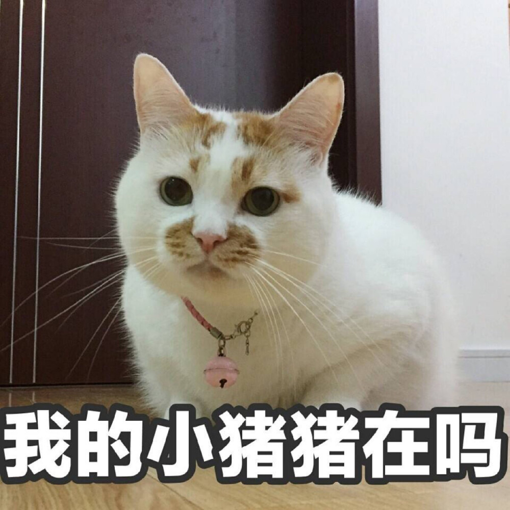 我的小猪猪在吗