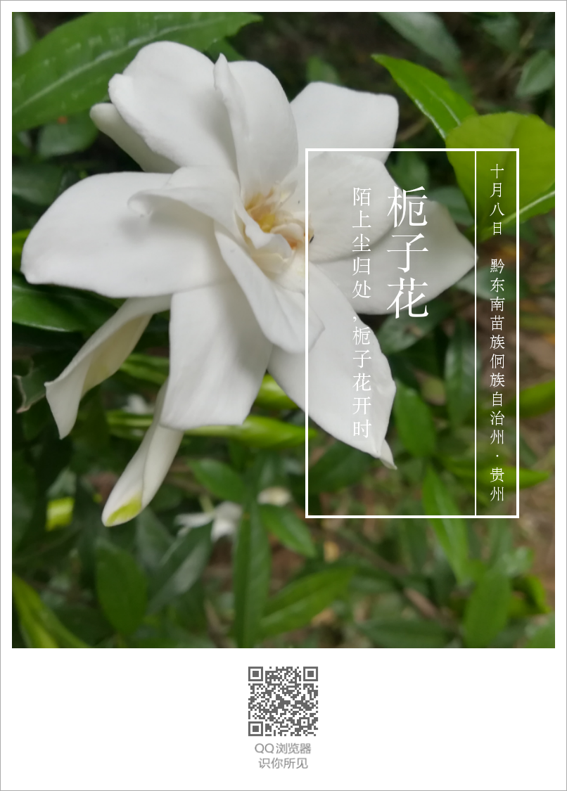 栀子花（学名：Gardenia jasminoides），又名栀子、黄栀子，龙胆目茜草科。属茜草科，为常绿灌木，枝叶繁茂，叶色四季常绿，花芳香，为重要的庭院观赏植物。单叶对生或三叶轮生，叶片倒卵形，革质，翠绿有光泽。浆果卵形，黄色或橙色。（转于百度百科）