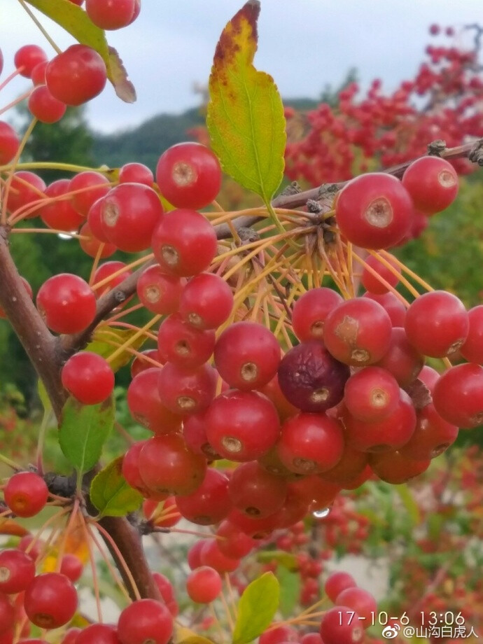 春天赏花，秋季采果～