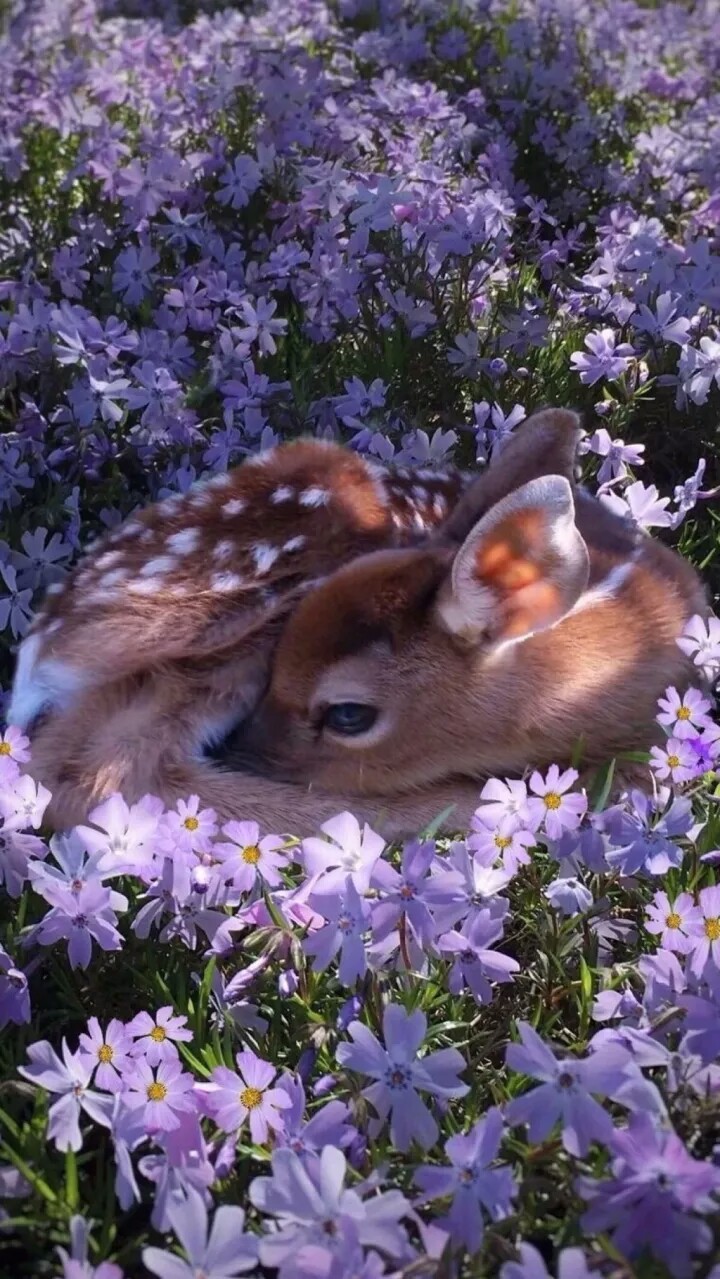 梅花鹿