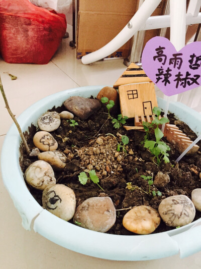 幼儿园植物角