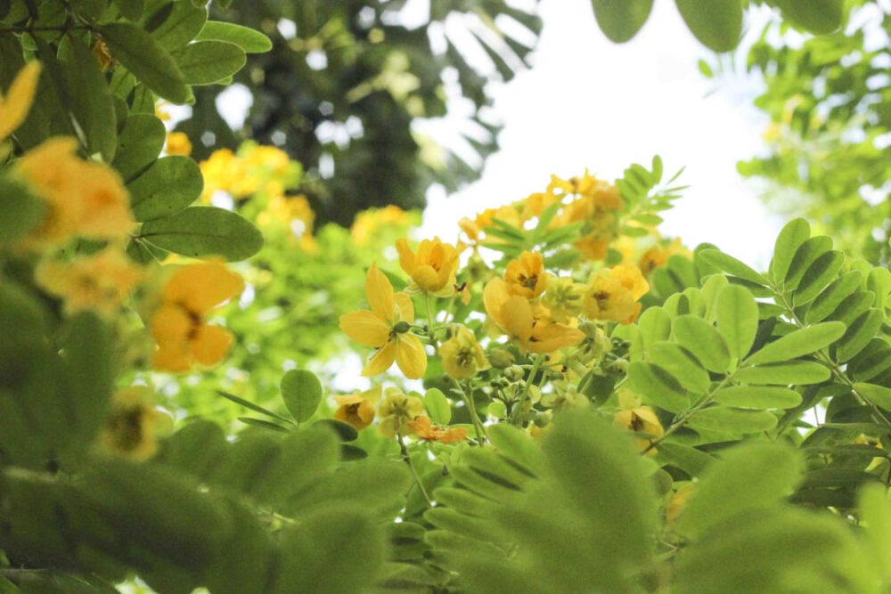 学校的花