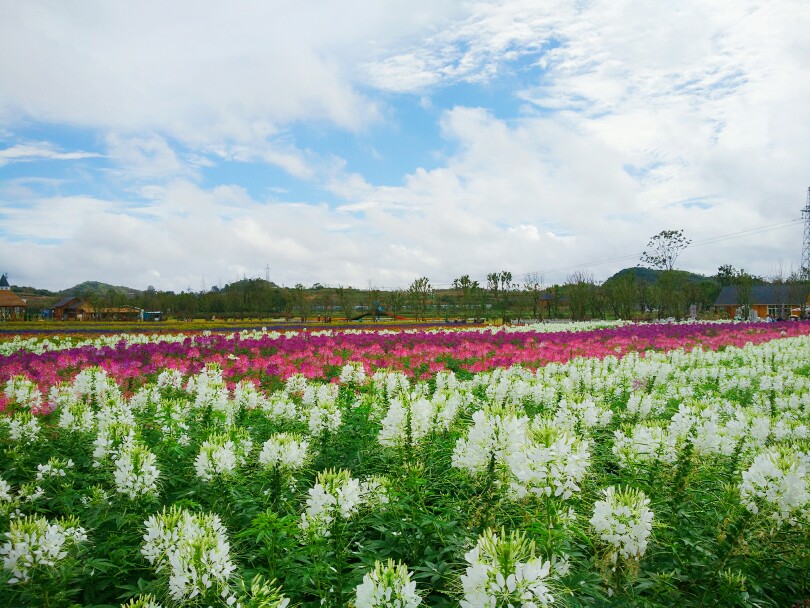 花田