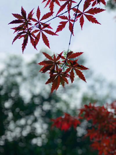 红枫，扬州，个园