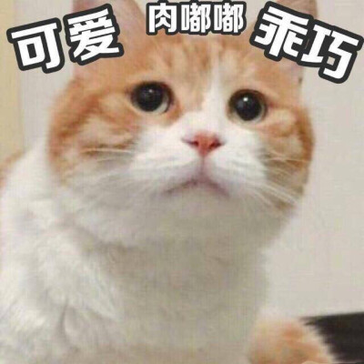 著名网黄猫日