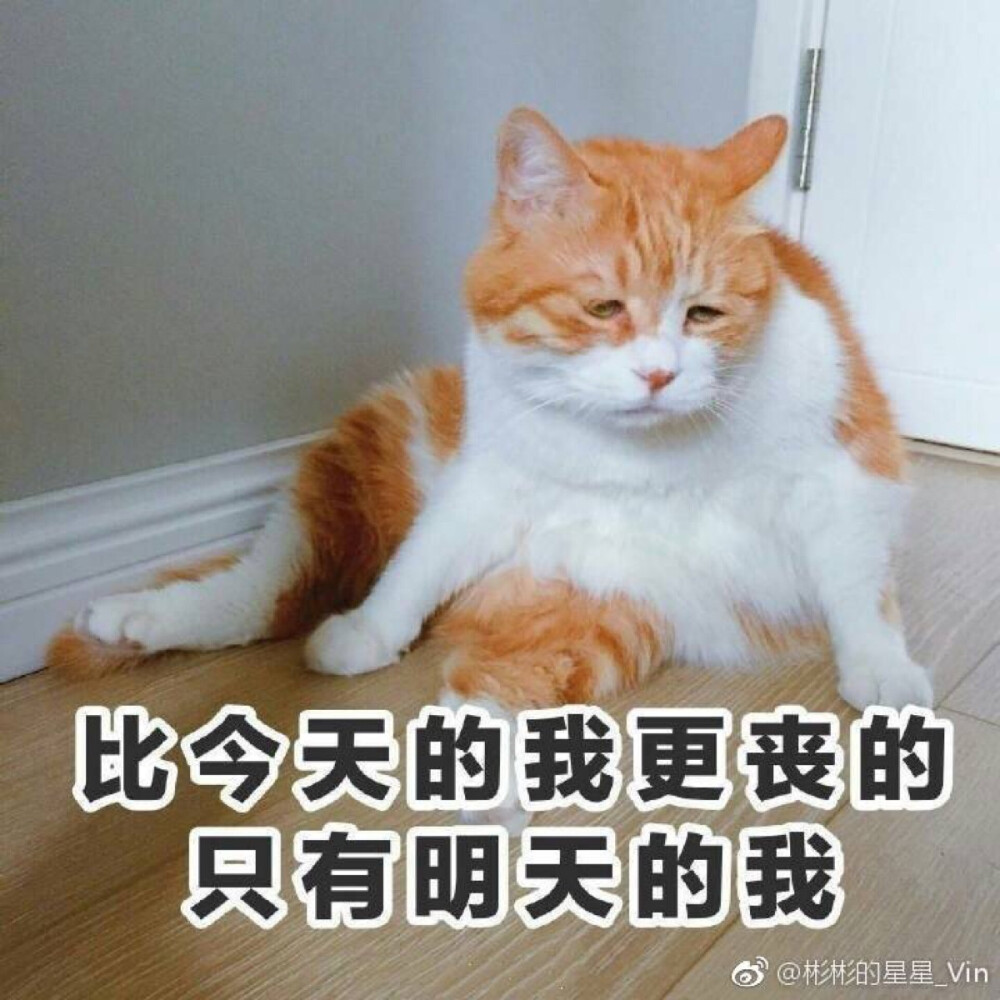 著名网黄猫日