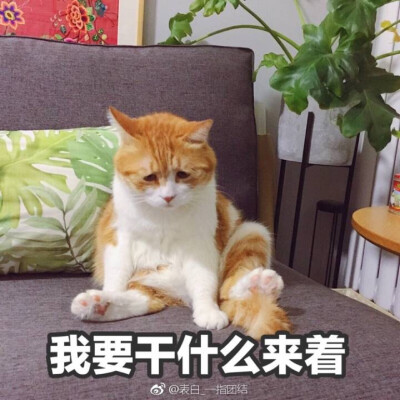 著名网黄猫日