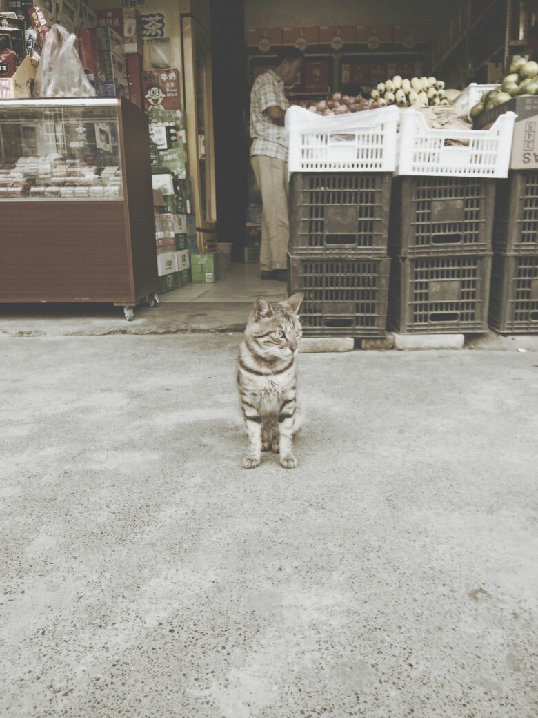 猫