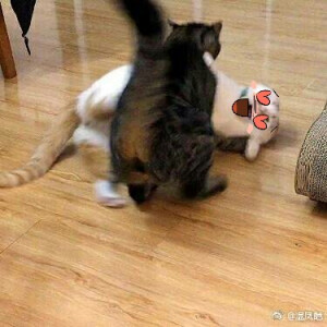 楼