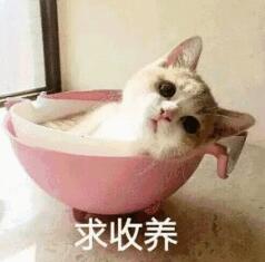 猫咪睡在碗里发呆：求收养_金馆长妈蛋表情网md.itlun.cn