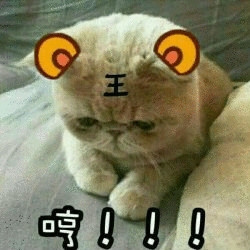 猫咪低头王：哼！！！_金馆长妈蛋表情网md.itlun.cn