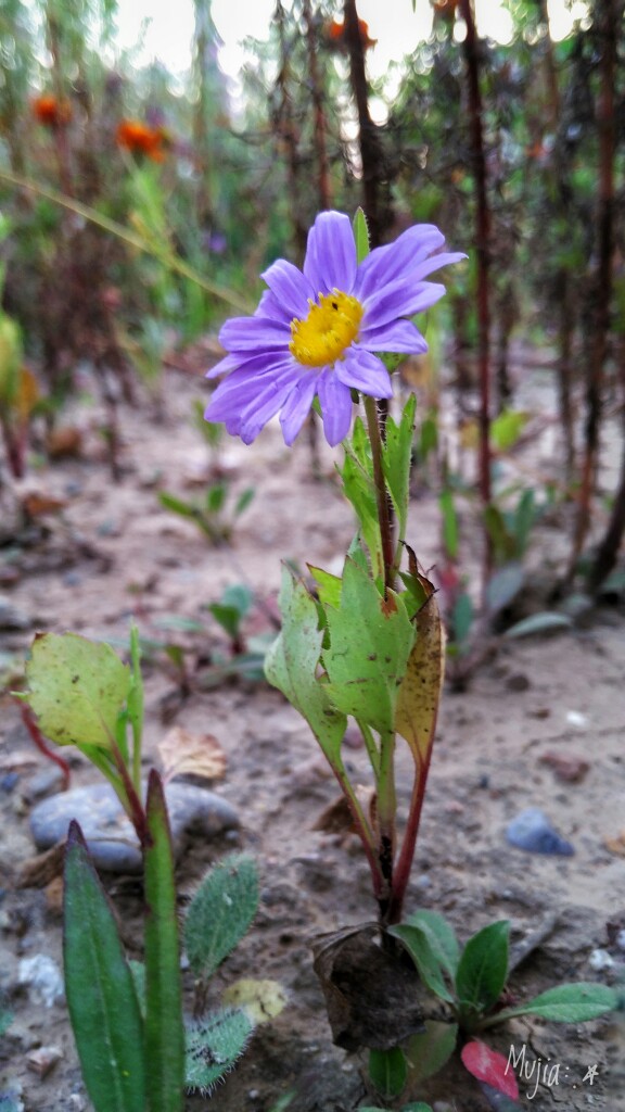 翠菊 /木叚