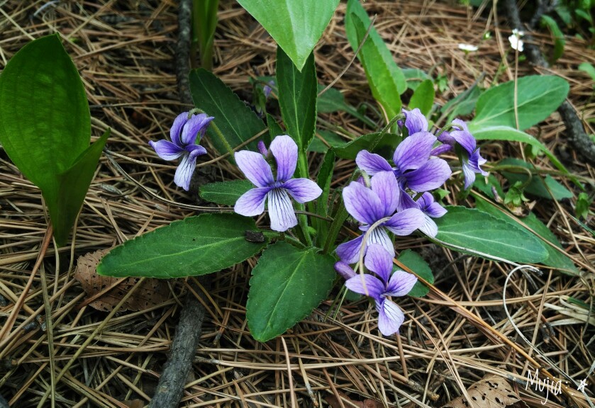 紫花地丁 /木叚