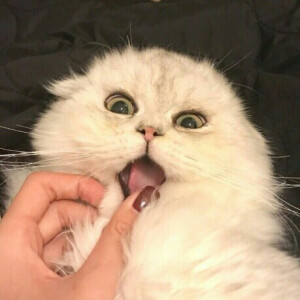 喵