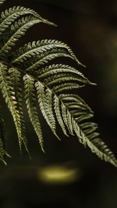 植物壁纸