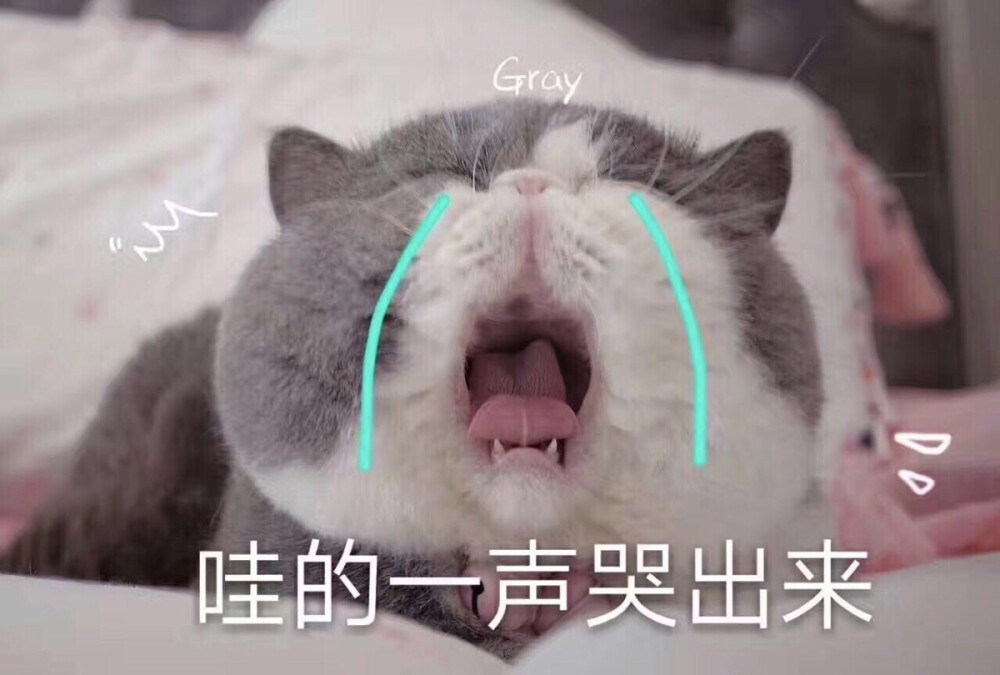 猫咪头像。