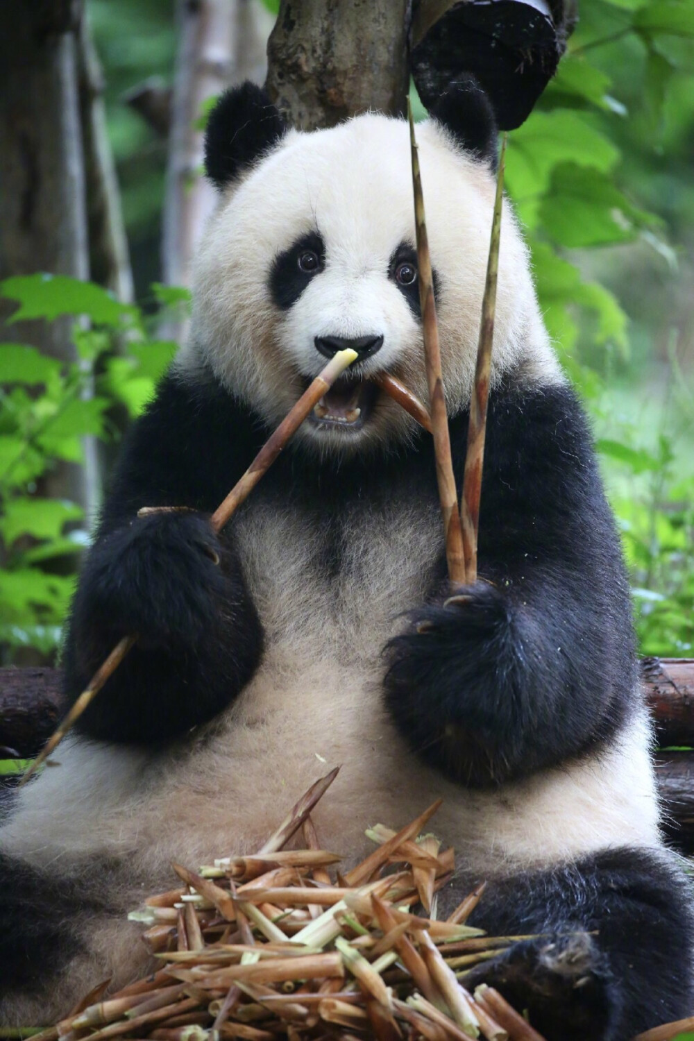 Panda