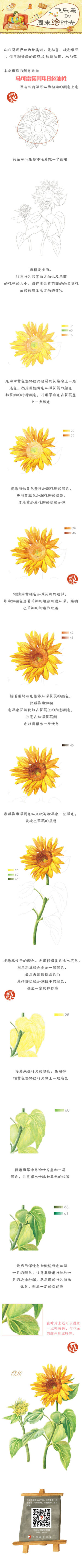 彩铅  向日葵