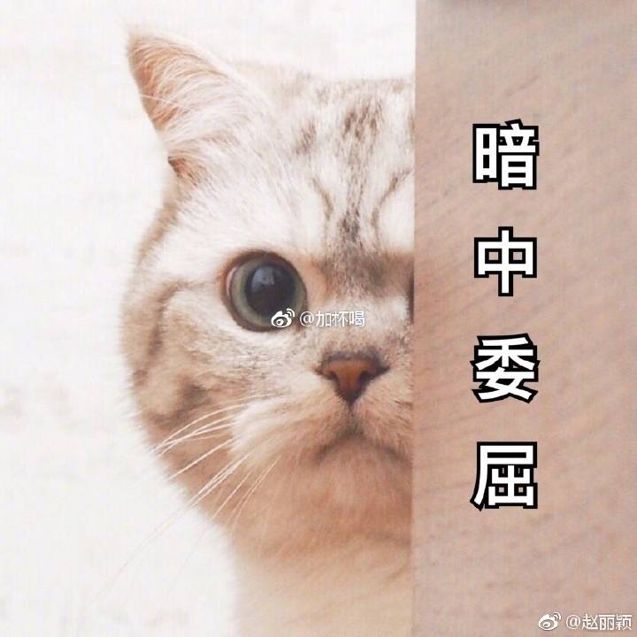 猫咪表情包 嘤嘤嘤人家敲委屈der