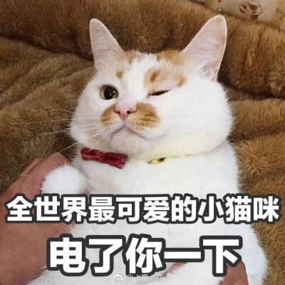 楼楼