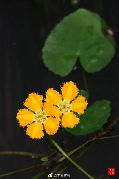 莕菜：诗经中“参差荇菜”是这个