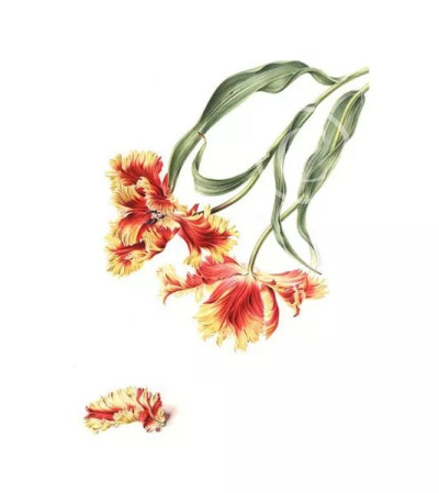 植物手绘 Annie Patterson