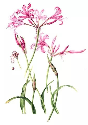 植物手绘 Annie Patterson