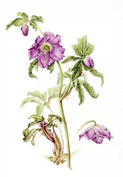 植物手绘 Annie Patterson