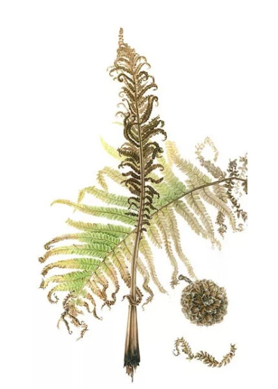 植物手绘 Annie Patterson