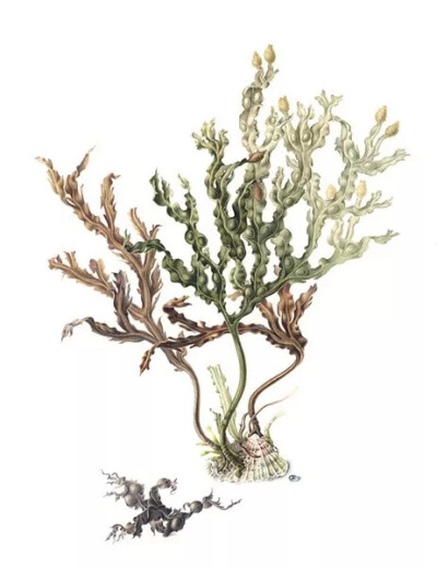 植物手绘 Annie Patterson