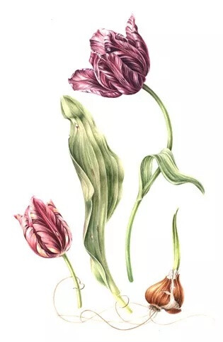 植物手绘 Annie Patterson