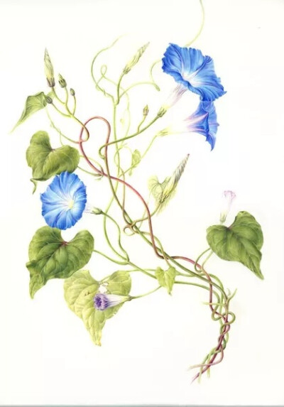 植物手绘 Annie Patterson